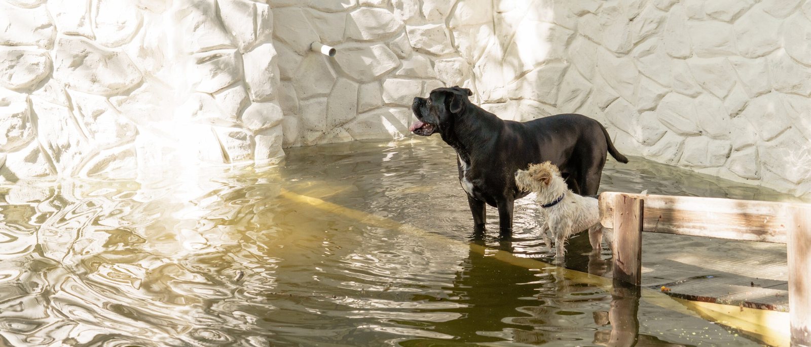 Deux chiens debout dans l'eau d'un bassin de Dog Valley, au pied d'un mur de pierre blanche