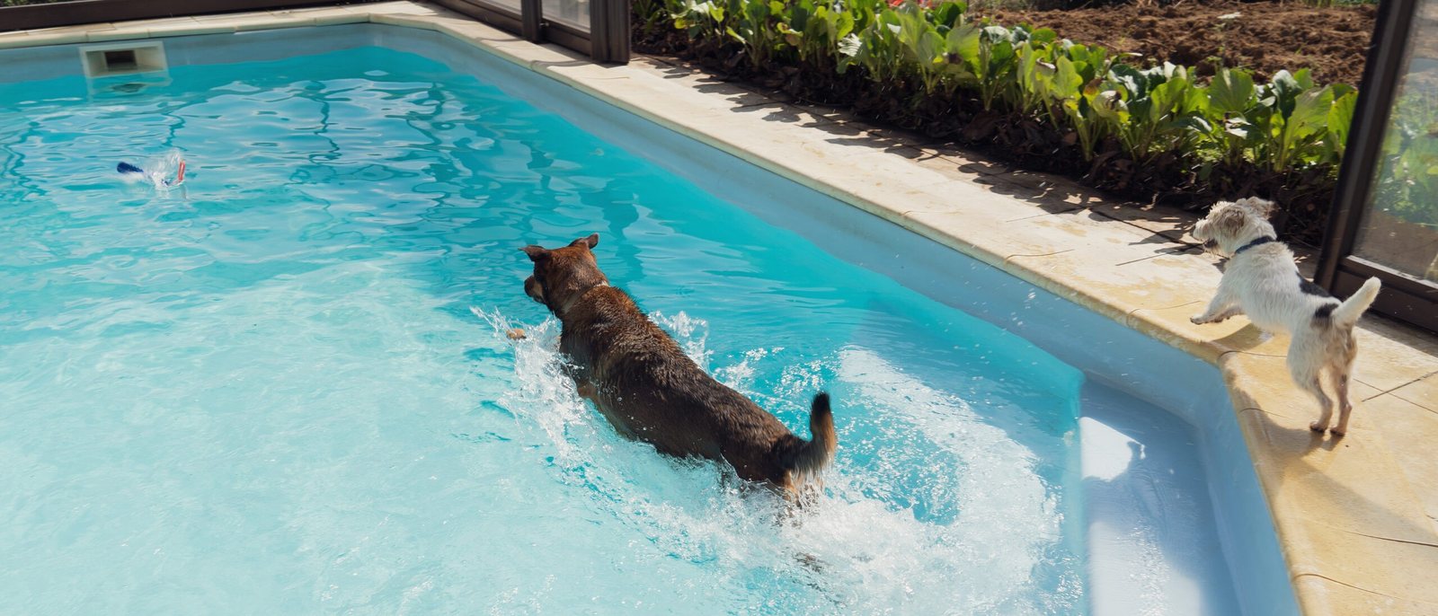 Un chien nage dans la piscine couverte de Dog Valley pendant qu'un autre l'observe depuis le bord