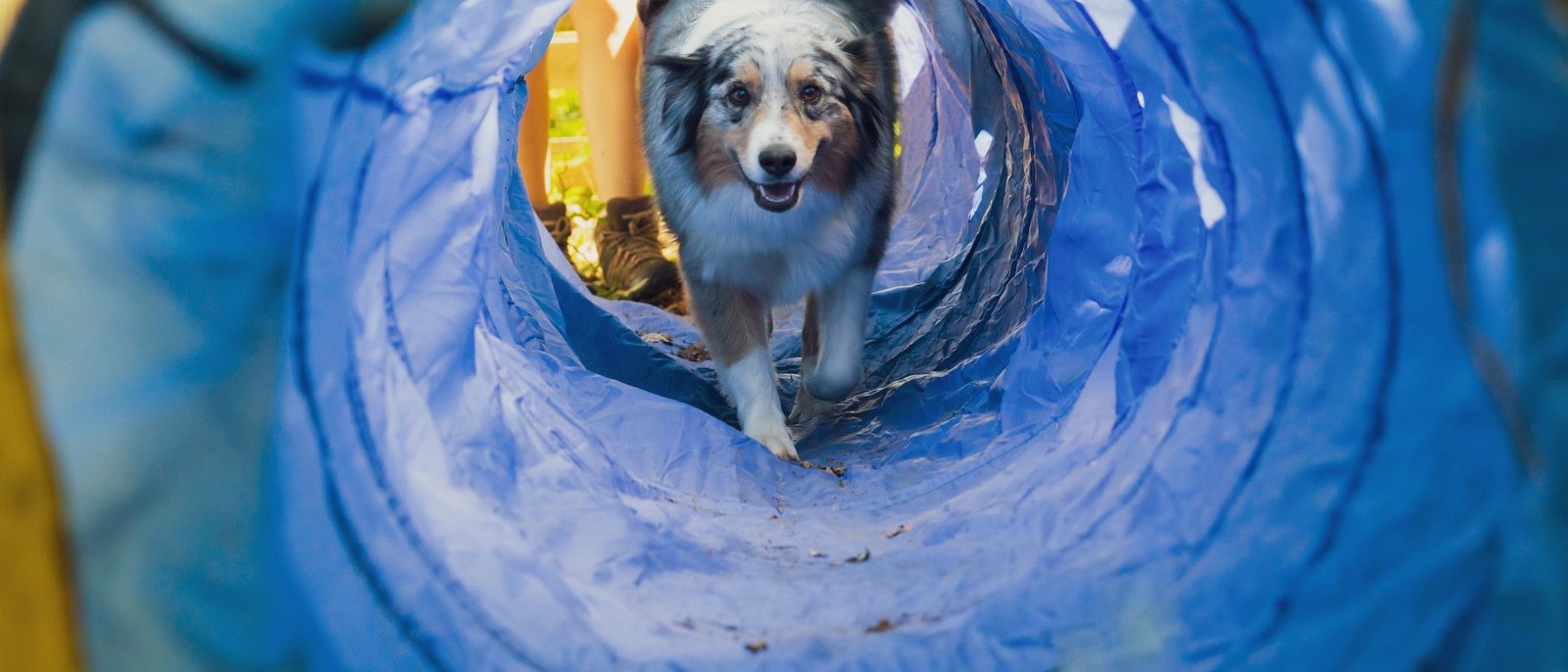 Un berger australien sort d'un tunnel de toile bleue sur le parcours de proprioception de Dog Valley