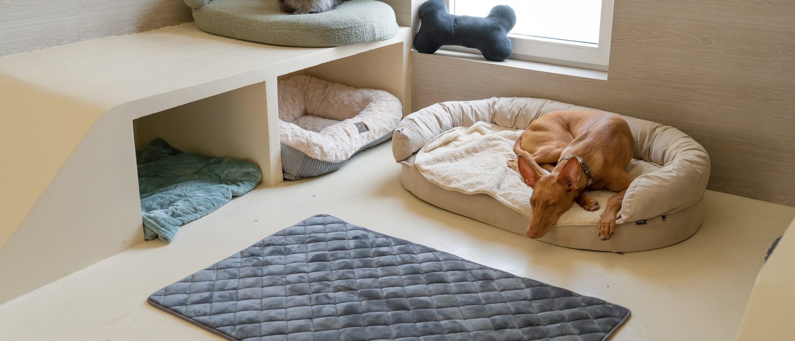 Une suite de Dog Valley : un chien roux dort dans un panier, des couchages sur des niches blanches et un tapis gris
