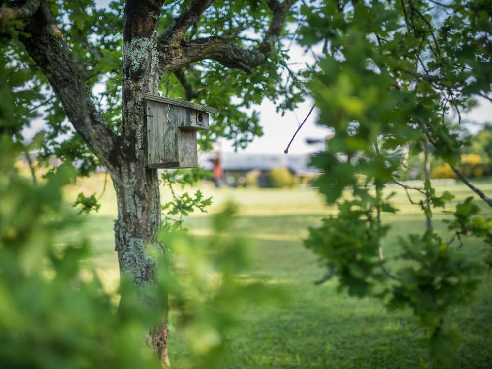 Un nichoir accroché à un chêne dans le parc de La Grée des Landes, la lande en arrière-plan