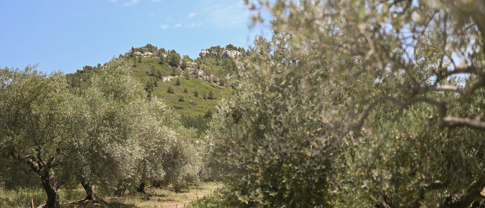 Les oliviers du domaine d'Estoublon, face au relief des Alpilles