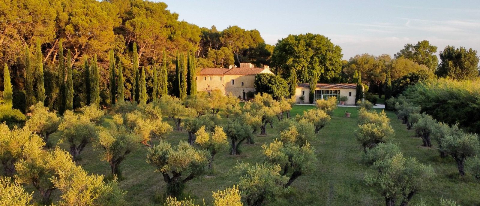 Le champ d'oliviers du domaine, les cyprès et le mas au loin dans la lumière du soir
